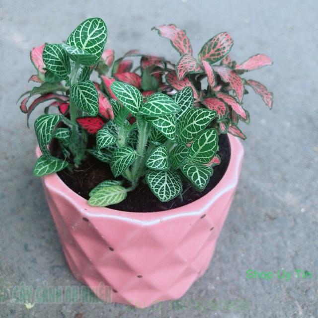 Chậu Cẩm Nhung Đỏ+Xanh