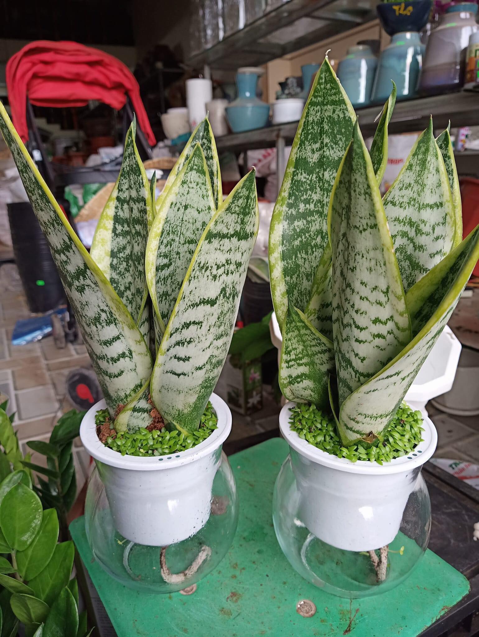 3 Chậu nhựa trồng cây thủy sinh, thủy canh bằng nhựa trong suốt MÃ 6110