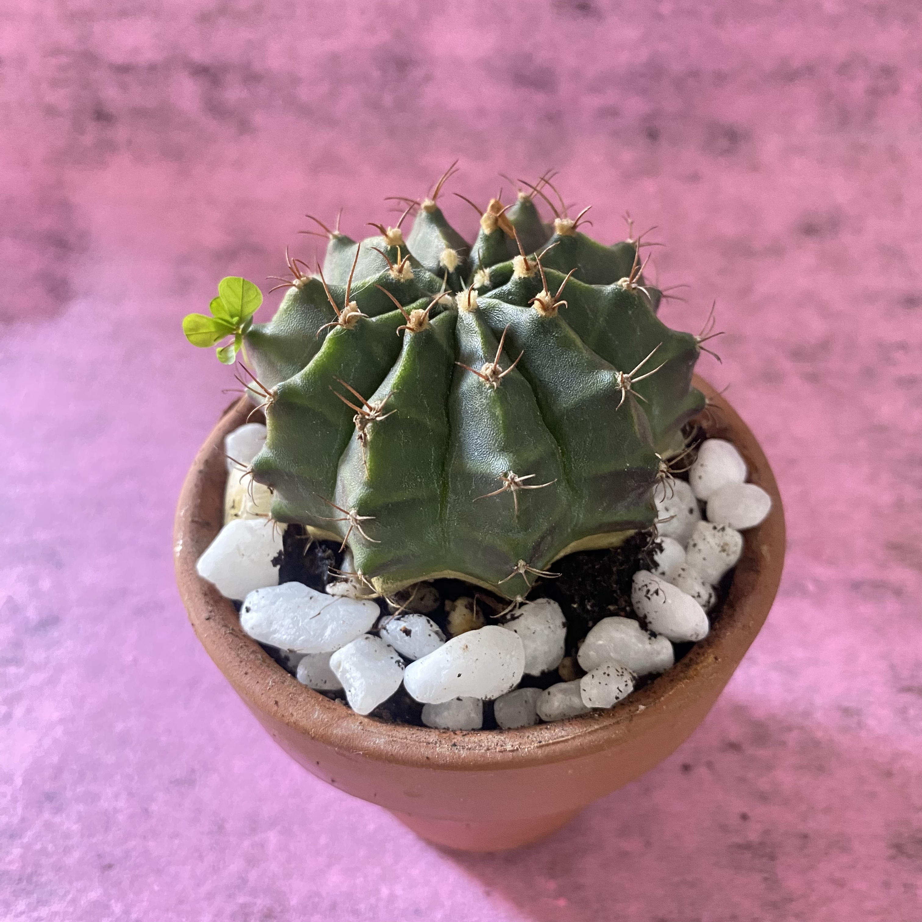 Xương rồng gymno kèm chậu gốm sứ đỏ-8cm