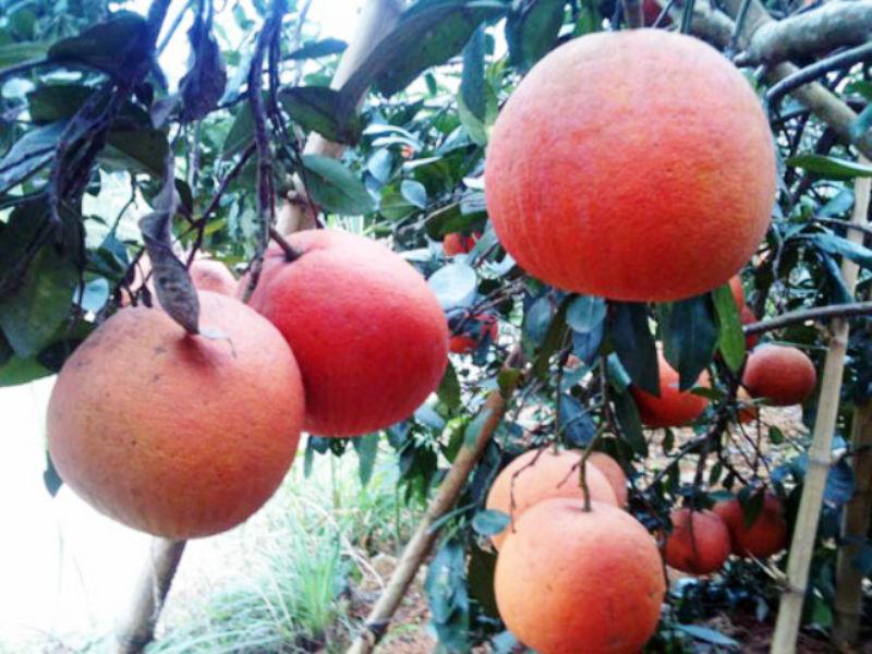 Cây bưởi đỏ, cây bưởi đỏ giống Tân Lạc, vỏ đỏ đẹp mắt