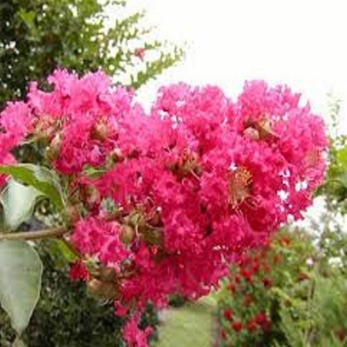 COMBO 10 BẦU CÂY GIỐNG HOA TƯỜNG VY