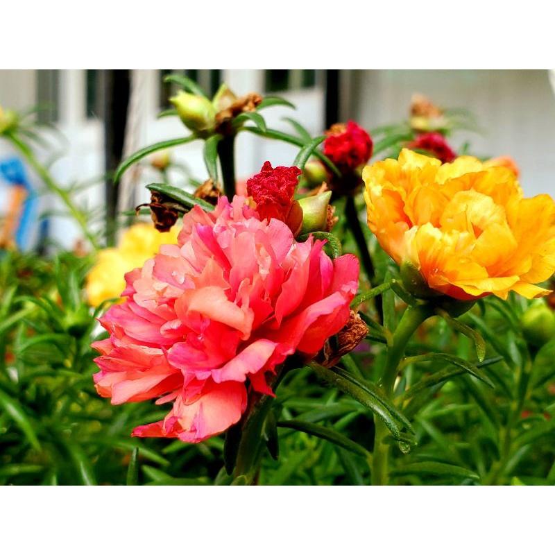 Hoa mười giờ mix màu trang trí vườn, tiểu cảnh, gia viên - phụ kiện trang trí nhà cửa sân vườn