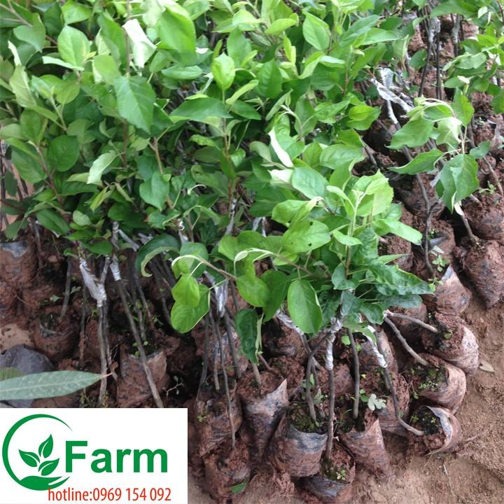 Cây táo đỏ ghép cây đẹp chuẩn giống