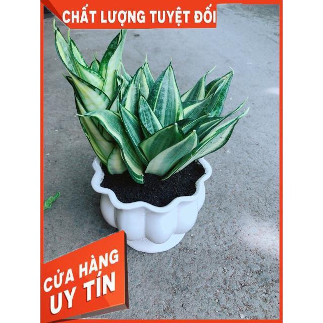Chậu Lưỡi Hổ Thái