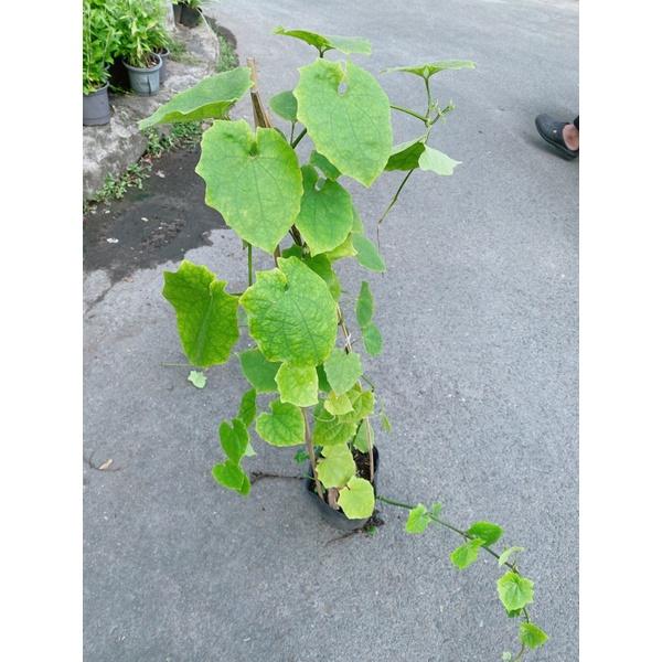 Cây Cát Đằng Lá Nhỏ