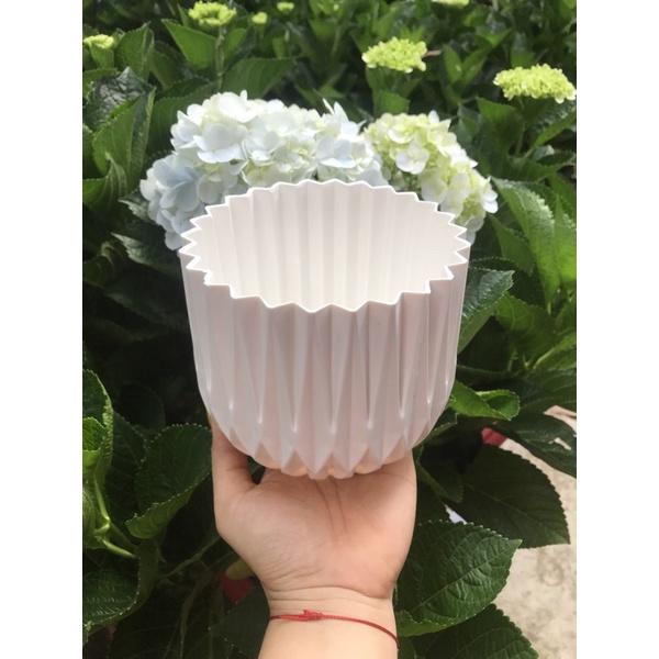 Chậu nhựa để bàn cao cấp