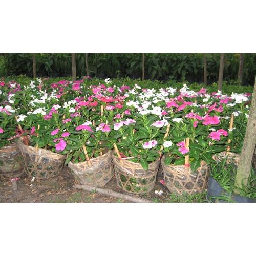 Hạt Giống Hoa Dừa Cạn Đứng Mix Màu KNS3596 - Gói 50 hạt