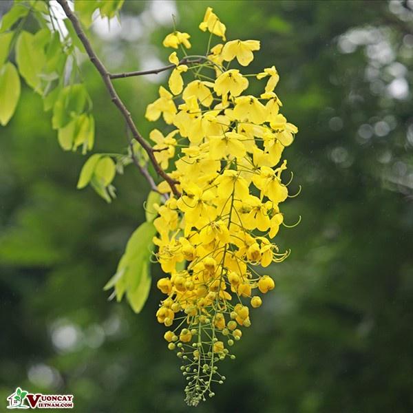 CÂY giống HOA HOÀNG YẾN