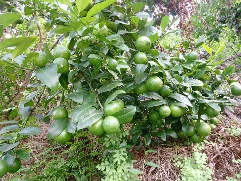 Cây giống chanh đào chất lượng cao, sạch bệnh, chuẩn giống, cây lùn siêu trái dễ trồng