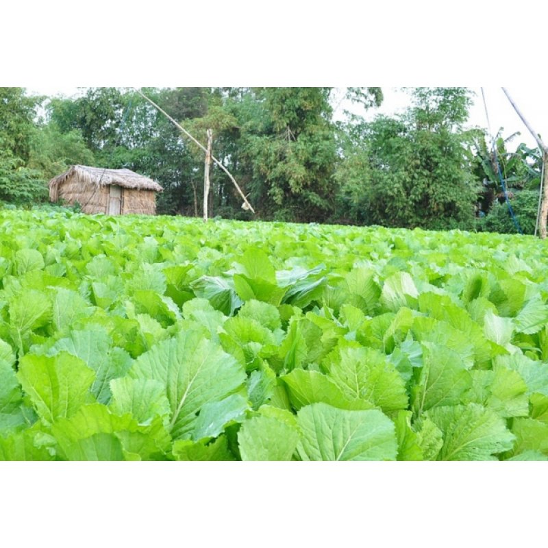 Hạt giống cải bẹ dưa Rạng Đông