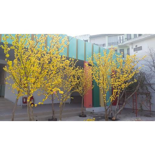 MAI ĐÀO CÀNH NHỰA COMBO10 CÀNH