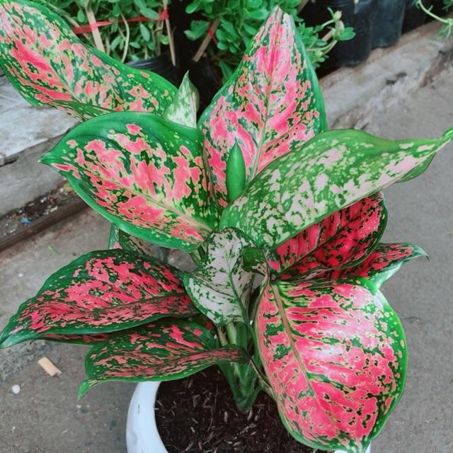 Chậu vạn lộc