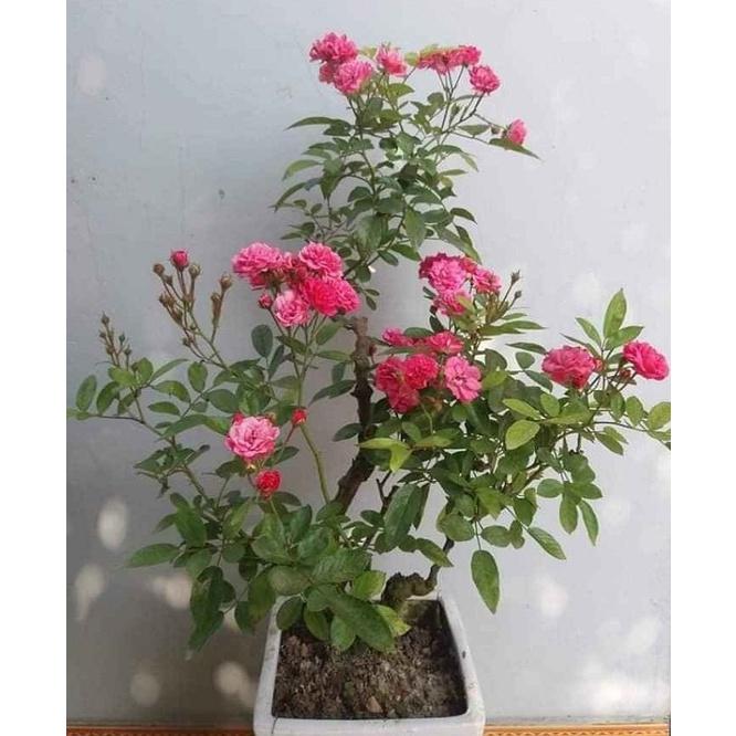 Hoa hồng Chum Son siêu hoa-bầu to cây lớn trưởng thành