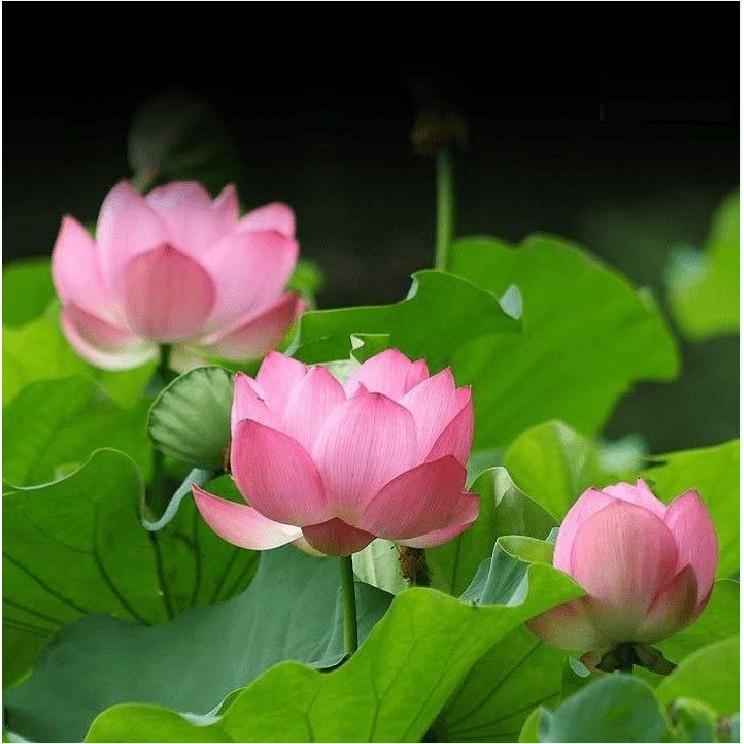 Hạt Giống Hoa Sen Ta 10 hạt/gói