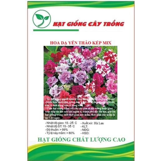 Hạt giống hoa dạ yến thảo kép nhiều màu CT402 - Gói 20 hạt