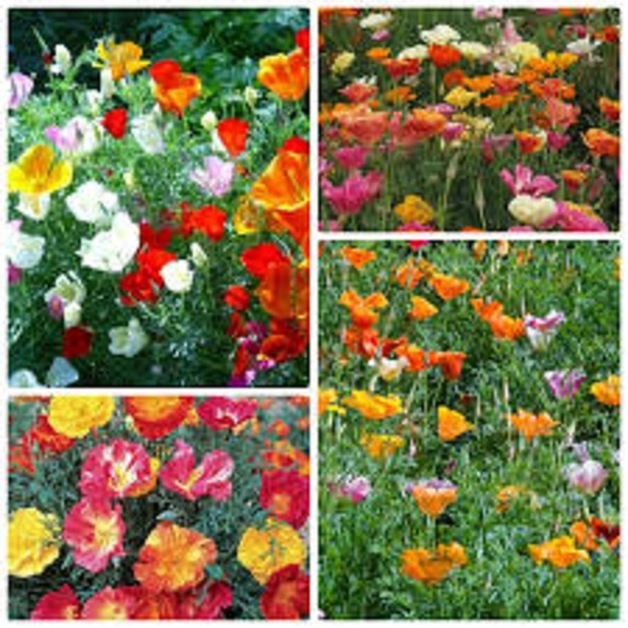 Hạt Giống Hoa Poppy Đơn Nhiều Màu - Gói 50 hạt