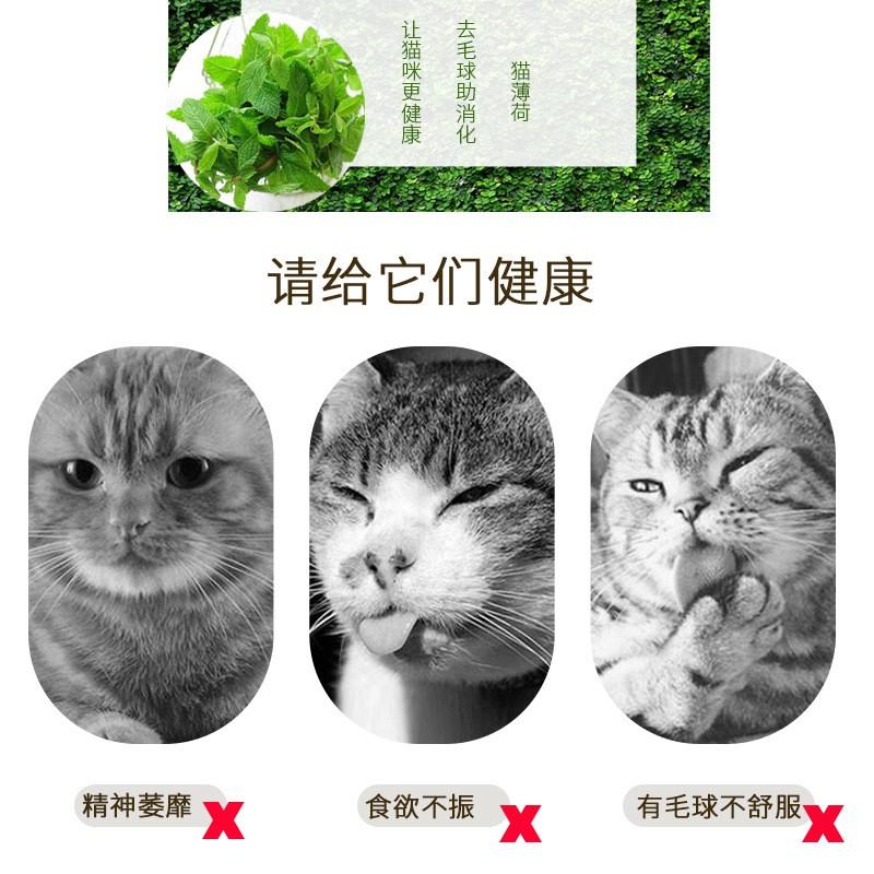 CATNIP Cỏ Bạc hà cho mèo 50ml