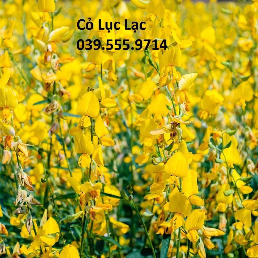 HẠT CỎ LỤC LẠC SỢI -CỎ CHĂN NUÔI DINH DƯỠNG CAO 1kg