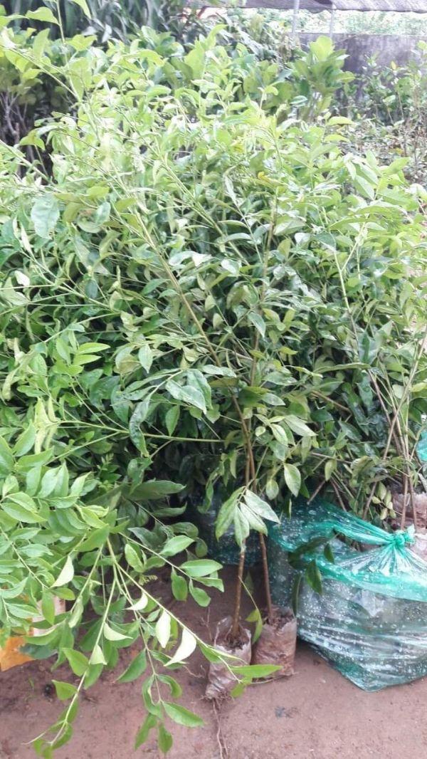 Cây giống mắc mật cây đẹp chuẩn giống