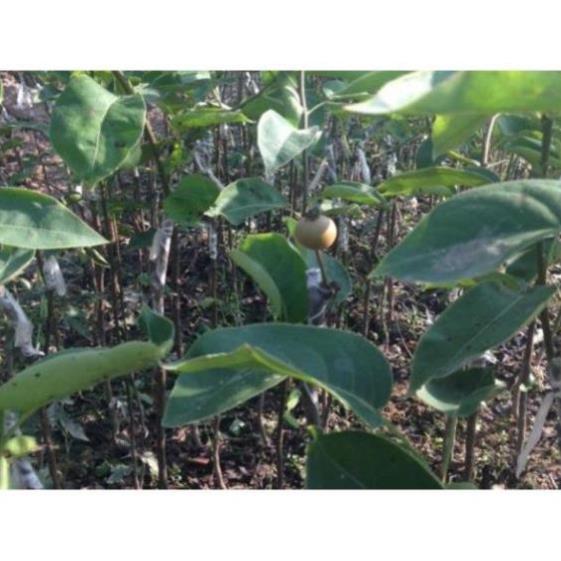 COMBO 3 Cây giống lê nâu mắc cọp