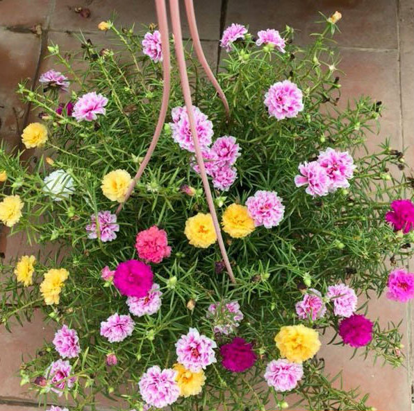 Combo 02 Gói 100 Hạt Giống Hoa Mười Giờ Kép Nhiều Màu - Tặng Kèm Phân Bón