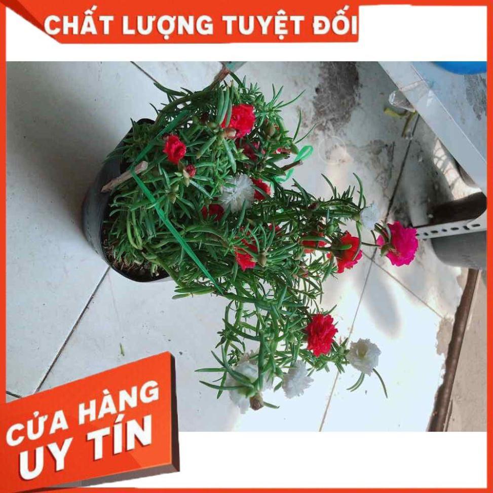 Hoa mười giờ mỹ Nhiều Người Mua