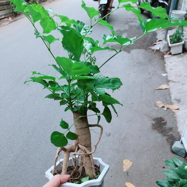 Cây Hạnh Phúc Bonsai
