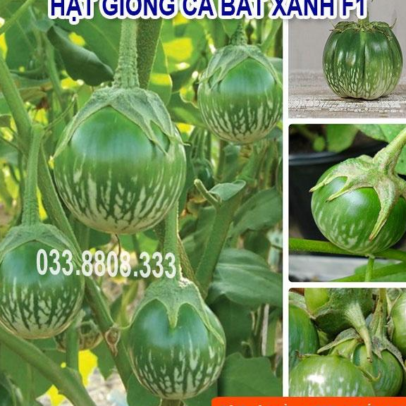 HẠT GIỐNG CÀ BÁT XANH QUẢ TRÒN - QUẢ TO ĐẸP