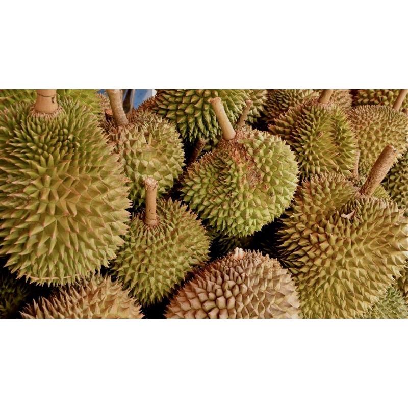 Cây giống Sầu riêng Chuồng Bò .