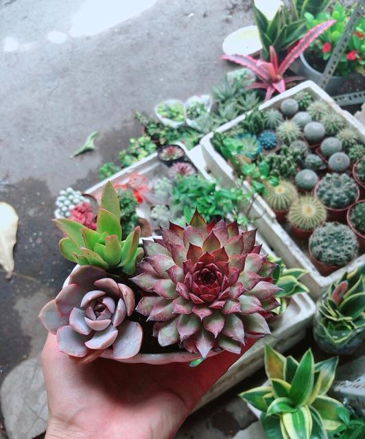 Chậu Sen Đá Tiểu Cảnh