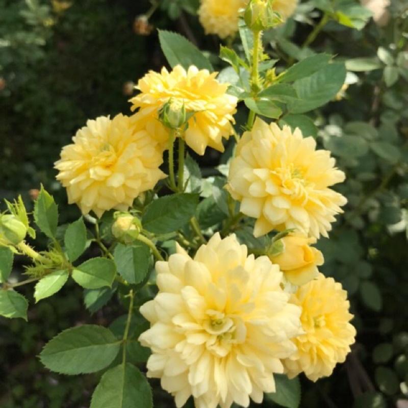 Hoa hồng ngoại Yellow Meilove Rose - hoa chùm, hồng bụi