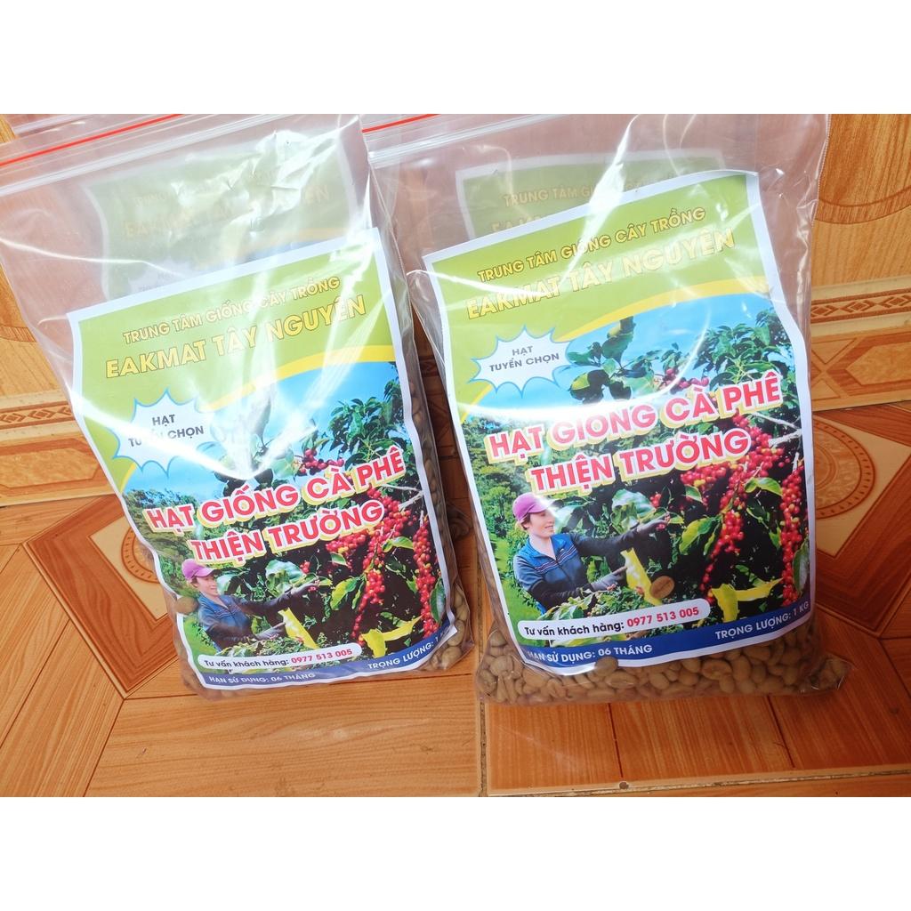 500 gram hạt giống cà phê Thiện Trường