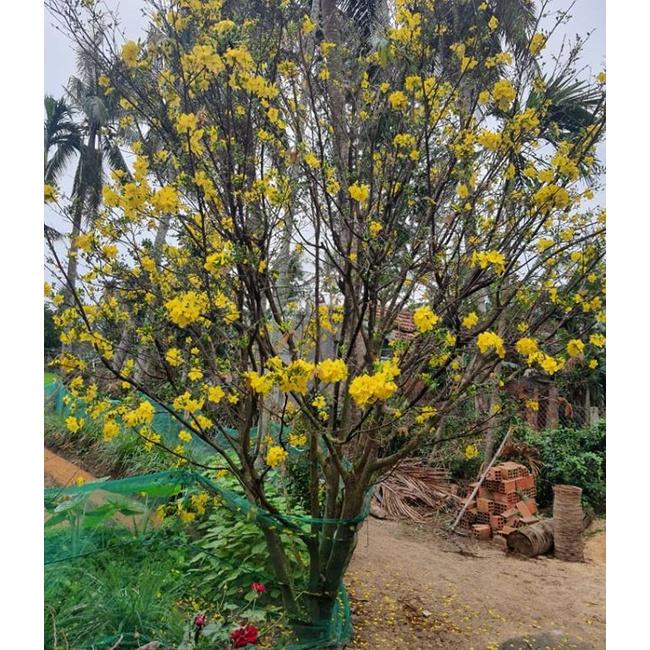 Hạt giống hoa mai vàng 5 cánh - hoa mai giảo  - 1 gói 25 hạt