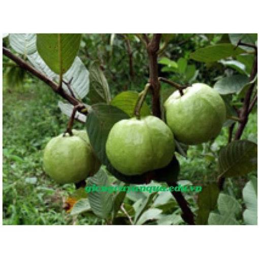 Sản phẩm Cây Ăn Trái ổi nữ hoàng
