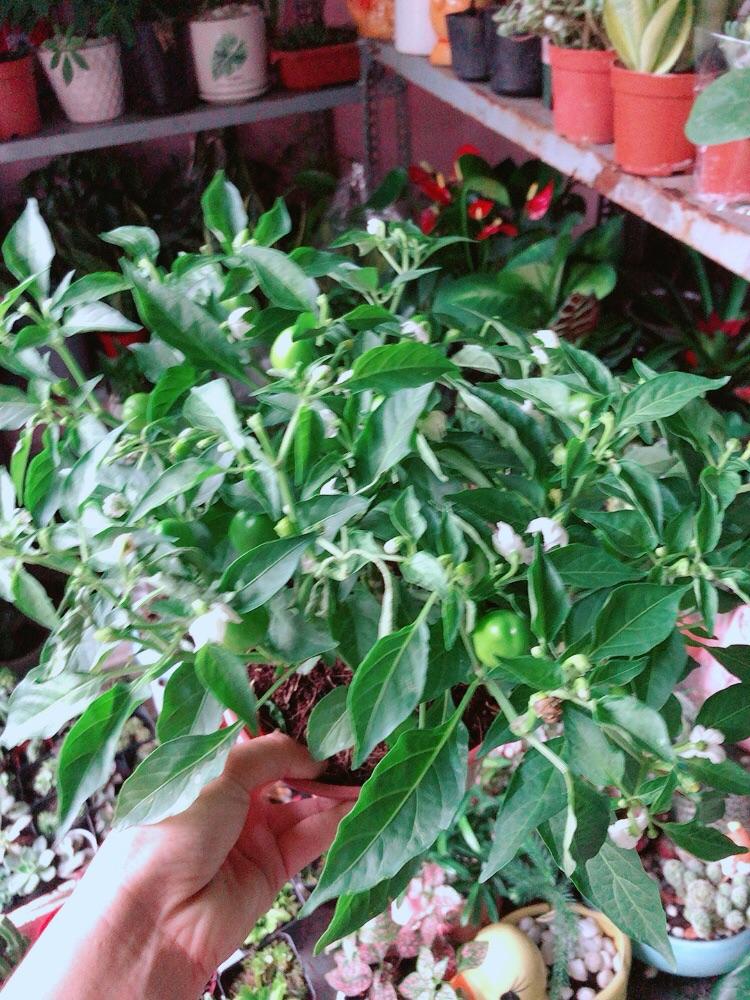 Cây Ớt Kiểng