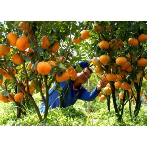 Cây giống quýt thái không hạt