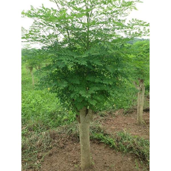 CÂY CHÙM NGÂY - cây giống nhỏ
