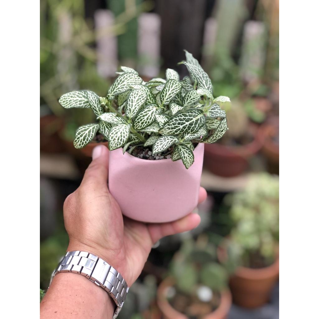 Chậu sứ cây lá May Mắn màu xanh