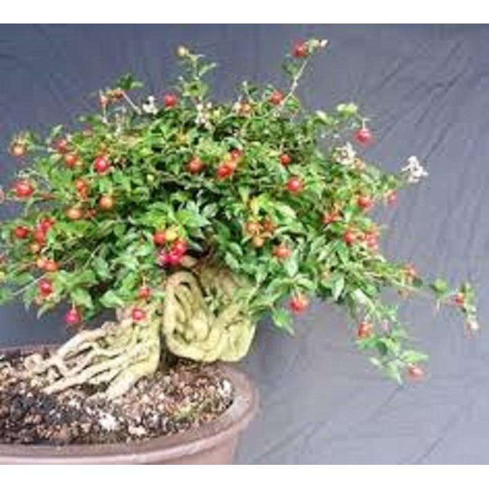 Combo 3 cây GIỐNG HỒNG NGỌC MAI BONSAI