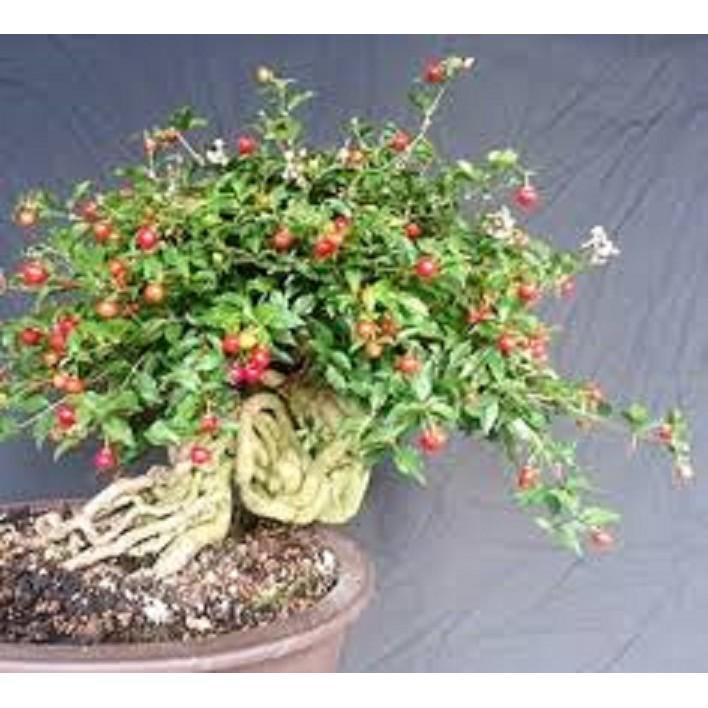 combo 3 cây GIỐNG HỒNG NGỌC MAI BONSAI