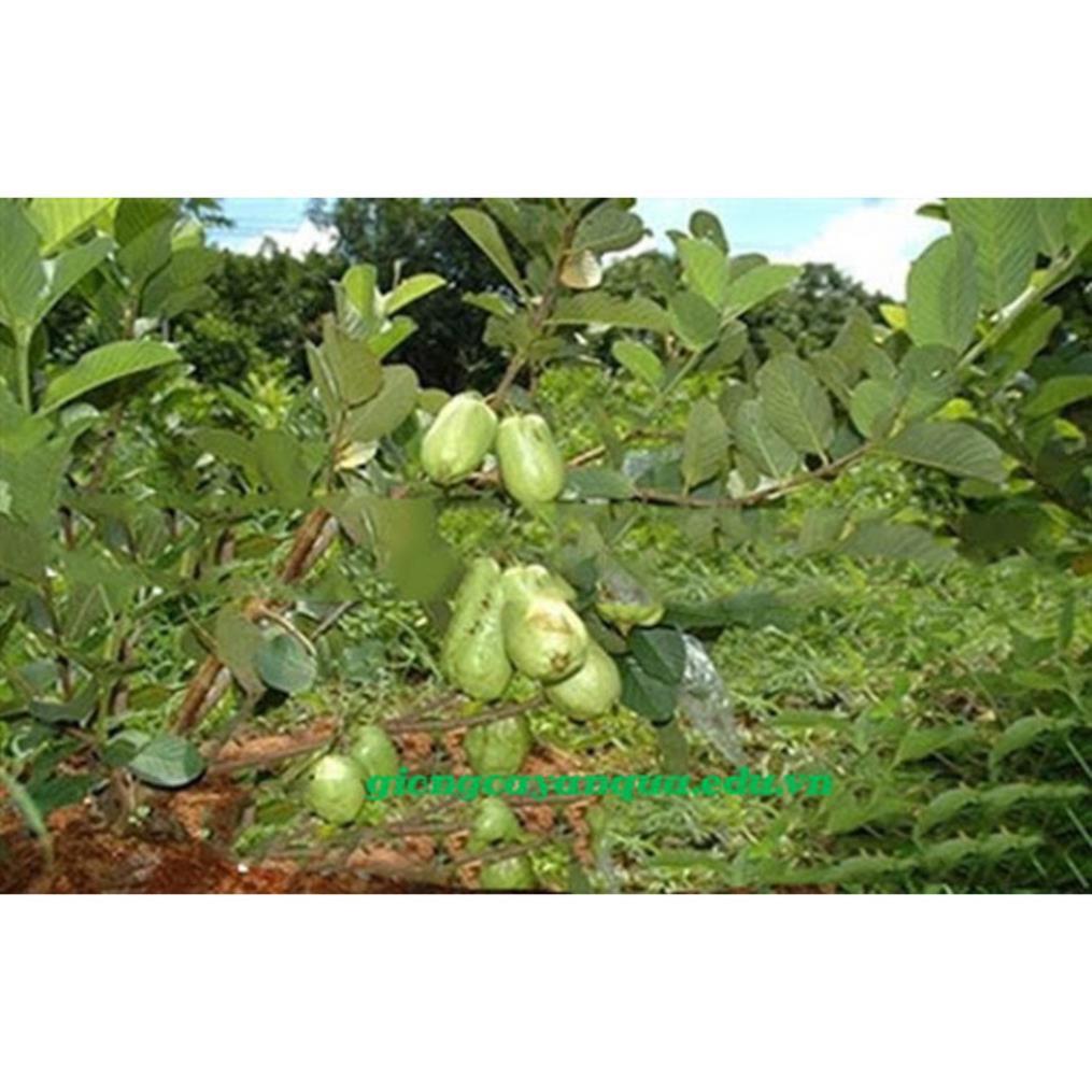 CÂY GIỐNG ỔI KHÔNG HẠT