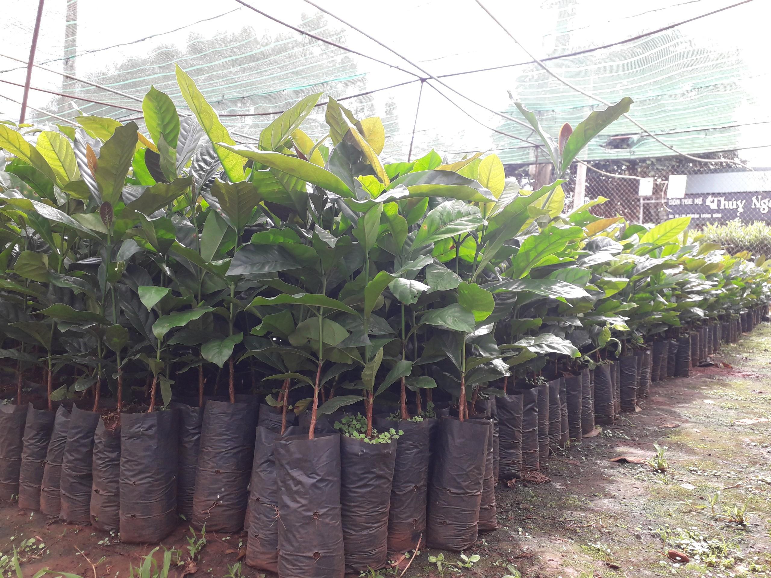 Cây giống Cà Phê vối CAO SẢN TR4