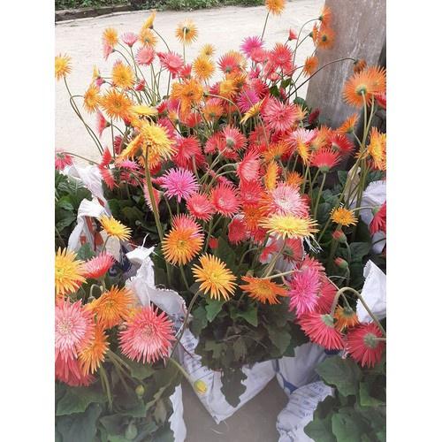 COMBO 5 CÂY GIỐNG HOA ĐỒNG TIỀN CỔ CÁNH KÉP