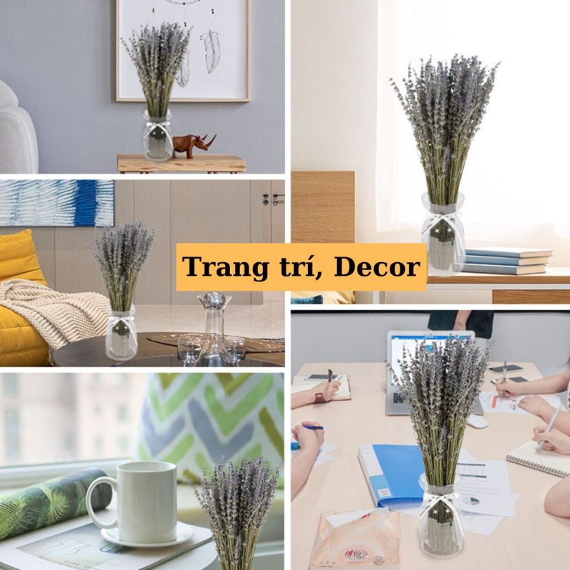 Bó Hoa Khô Lavender Thơm Dịu 100 Cành Hoa Oải Hương Vintage Trang Trí Décor Nhà Cửa Làm Quà Tặng Kỷ Niệm - HÀNG CHÍNH HÃNG MINIIN