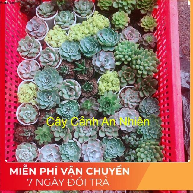 Combo 10 Cây Sen Đá