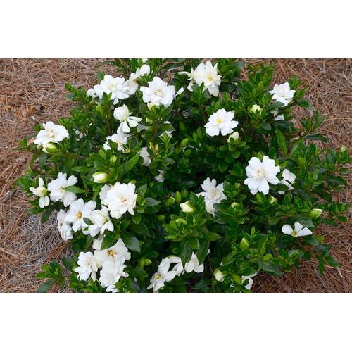 CÂY BẠCH THIÊN HƯƠNG SIZE LỚN