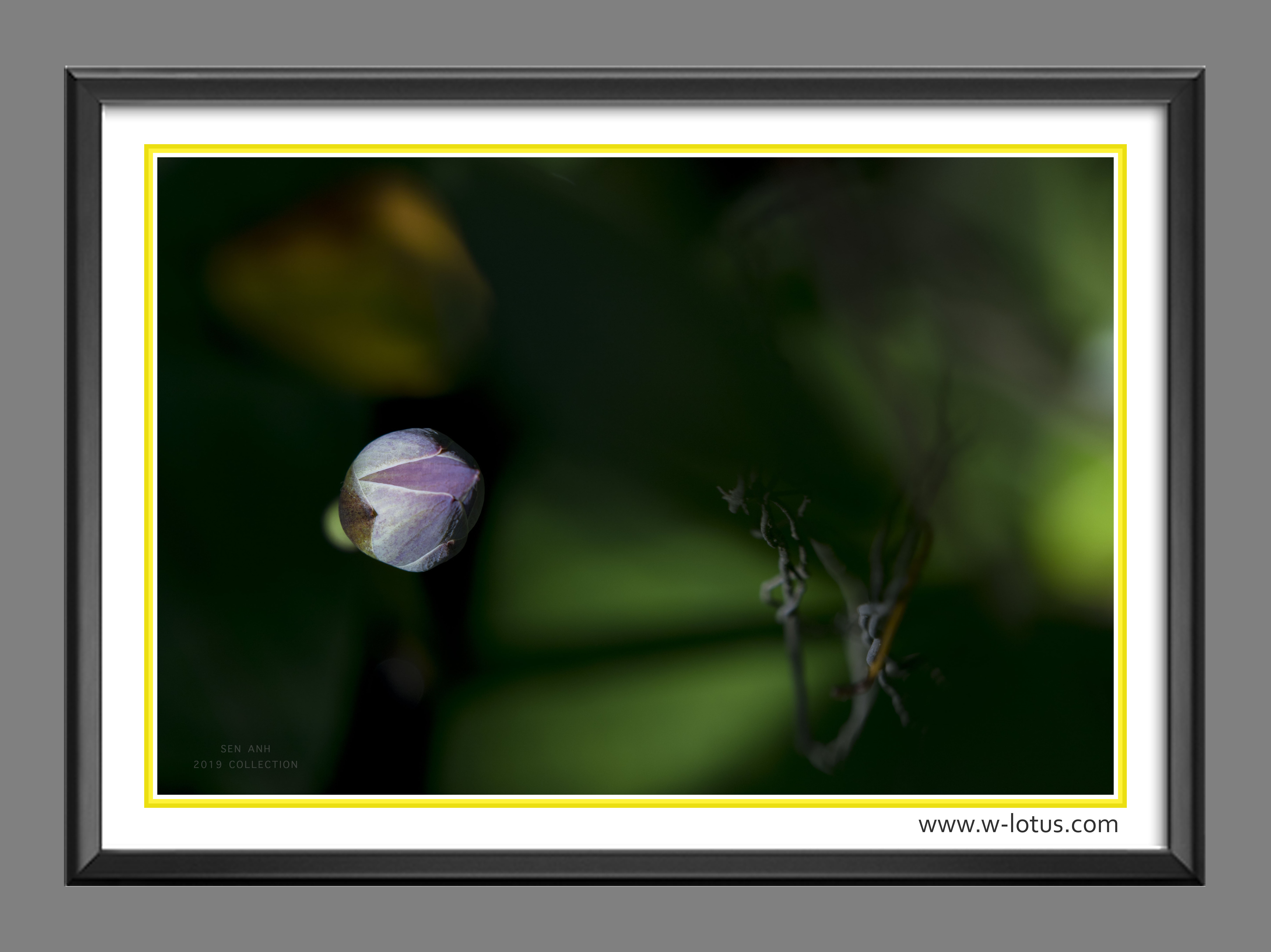 Tranh canvas hoa Sen treo phòng khách ST-00268