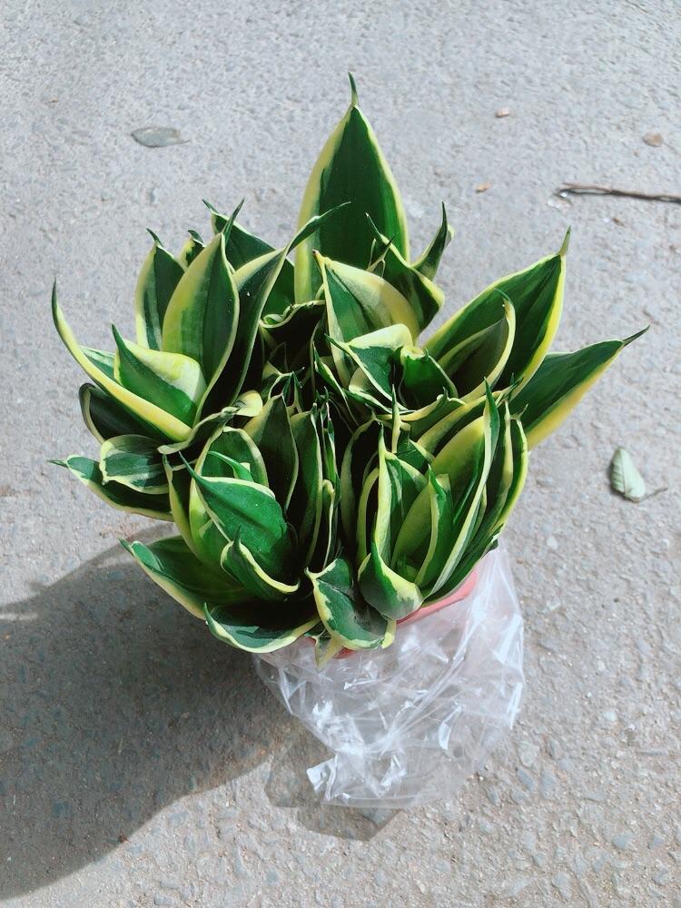 Lưỡi Hổ Thái Xanh Size Lớn