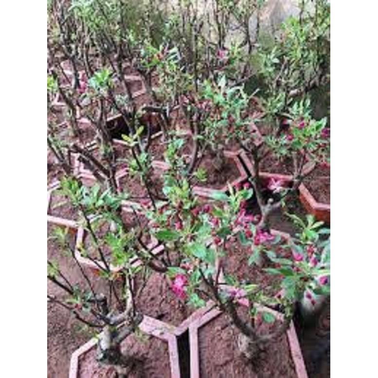 CÂY Giống Táo Đỏ Lùn F1 Siêu Lùn QUẢ SỚM Trồng Chậu Làm Cảnh Tuyệt Đẹp-CAM KẾT GIỐNG CHUẨN