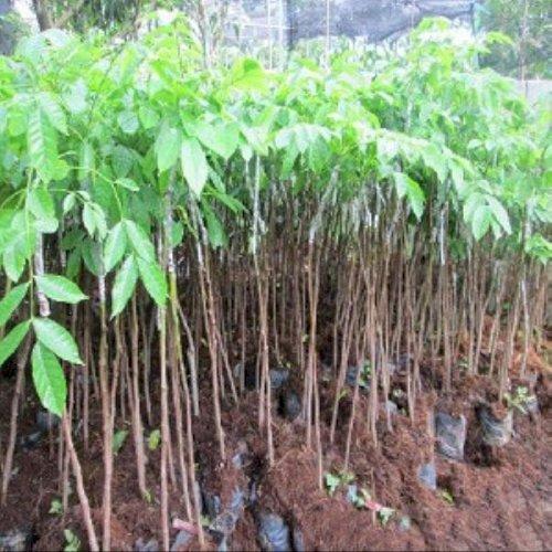 Cây giống TRÁM ĐEN